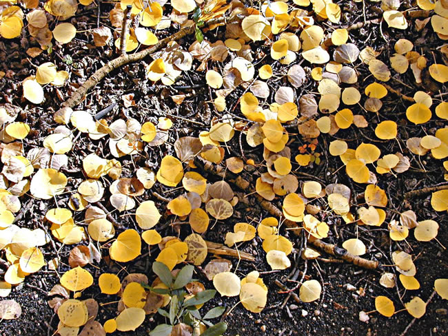 Aspen leaf groundcover