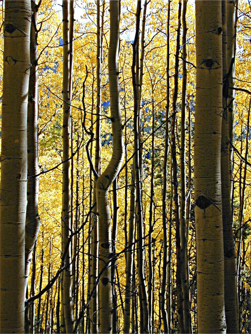 fall Aspen