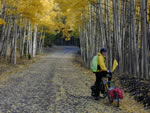 fall colors marshall pass