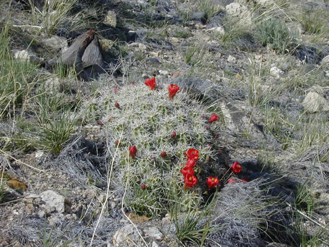 spring flowering cactus