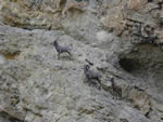 bighorn sheep